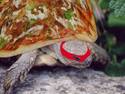 ninja turtle ;)