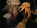Strange jellyfish