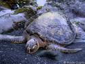 Hawaiin Sea Turtle