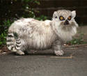 Lemur-cat