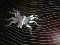 Space Spider