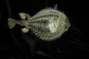 saguaro blowfish