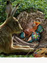 Wrong Cuckoo's Nest