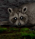  ~ Wood Raccoon ~