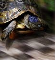 Racing Turtle.