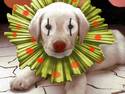 clown dog