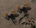 ground hog crabs