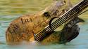 Wooden guitar in a lake