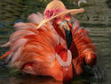 Fancy flamingo