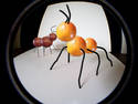 Fruit Ants