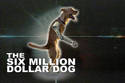 6 million dollar dog
