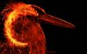 Fiery Bird of Prey
