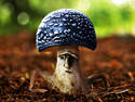 Mushroom Man (UPD)
