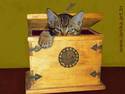 Cat in da box