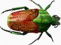 melon beetle