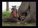 Mr. And Mrs. Coon