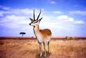 Gazelle on the Savanna