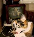 Educational TV for Pets