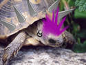 Turtle Punk-head