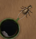 Coffee Bug