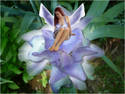 Angel of Iris