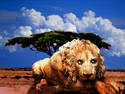 Savannah Lion