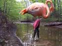 Flamingo Creek