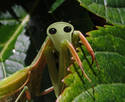 Creepy Mantis