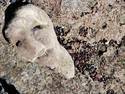 fossil skull.