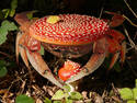 Mushroom Critter Mother