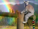 Rainbow lemur