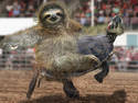 Sloth rodeo