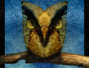 Bread Owl