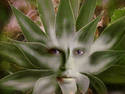 another face in a plant