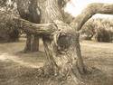 A Very Old Tree
