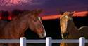 horses at twilight