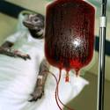 Cold Blood Transfusion