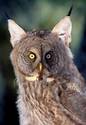 bright eyed lynxybird