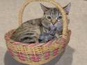 Kitten Basket