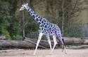 elusive blue giraffe