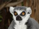 Evil lemur