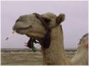 Joe (Giffy) Camel
