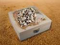 Candy Cane Snails Box