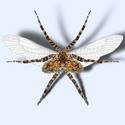 Dragon-Spider-Fly