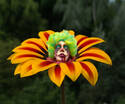 Clown Flower