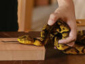 6 Foot Snake