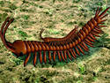 Centipede [UPD]
