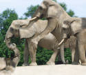 Elephant orgies
