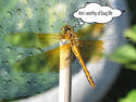 Pondering Dragonfly 2