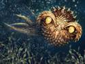 Spiky Squid Owl
